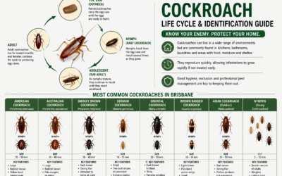 The Most Common Cockroaches in Brisbane — And How to Make Your Home Less Attractive to Them