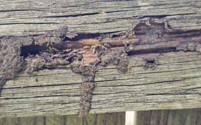 Termites Found in Fence and Hidden Nest Discovered in Brisbane Backyard