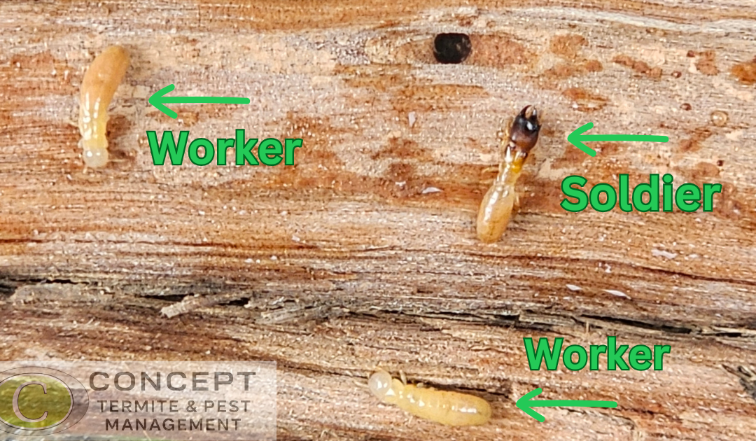 Drywood Termites in Brisbane: A Hidden Threat in Brisbane Homes