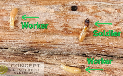 Drywood Termites in Brisbane: A Hidden Threat in Brisbane Homes