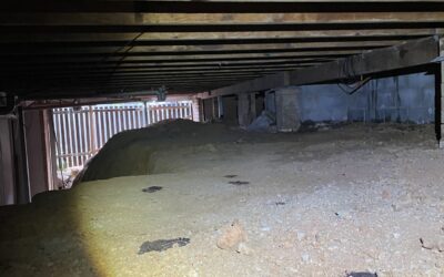Live Drywood Termites Found in a Brisbane Subfloor – Cryptotermes brevis Confirmed