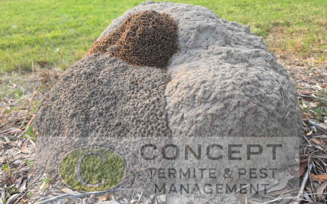 Termites Out in the Open: Inside a Huge Termite Mound Found in Capalaba