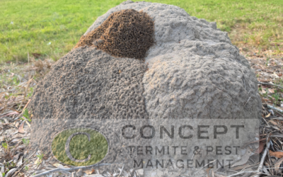 Termites Out in the Open: Inside a Huge Termite Mound Found in Capalaba